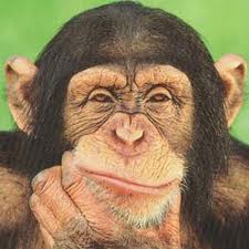 another-chimpanzee